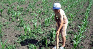Stire din Cetățenești : Când are voie să muncească un minor