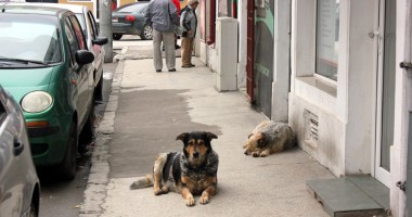 Stire din Social : CE FACEM CU MAIDANEZII DIN CONSTANȚA? Când începe adopția câinilor