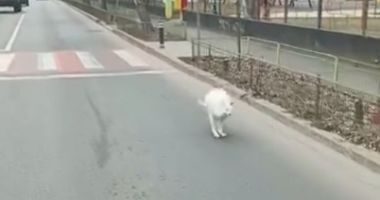 Stire din Social : Cangurul lui Nuțu Cămătaru, filmat pe străzile din capitală. A fugit din curte când îngrijitorul îi făcea curat