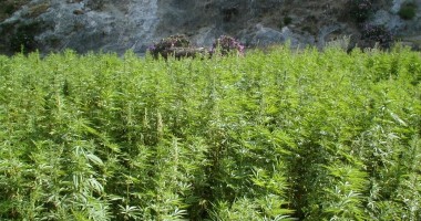 Stire din Eveniment : Plantație de canabis, descoperită de polițiști