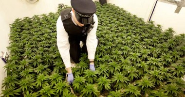 Stire din Actualitate : New Yorkul autorizează cannabisul în scopuri medicale