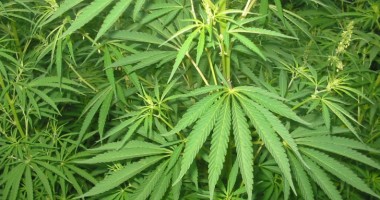 Stire din Actualitate : O țară europeană aprobă consumul de cannabis în scopuri terapeutice