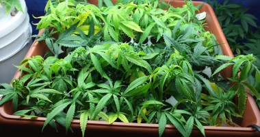 Stire din Eveniment : Reținuți pentru că dețineau microsere de cannabis