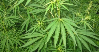 Tineri prinși cu cannabis la Vama Veche