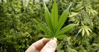 CULTURĂ INDOOR DE CANNABIS, DESCOPERITĂ DE POLIȚIȘTI