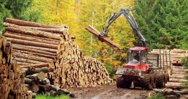 Cantitatea de lemn exploatată este în creștere