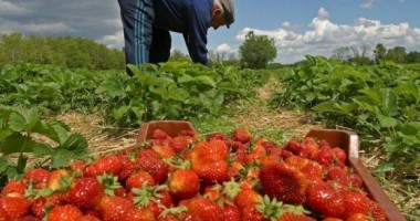 Stire din Social : Preselecție pentru căpșunari în Danemarca
