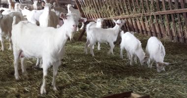 Stire din Social : Focar de pestă a micilor rumegătoare în localitatea Sinoie. Au fost sacrificate peste 200 de capre