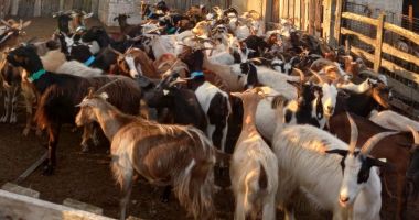 Stire din Economie : Se instituie zonă de protecție în jurul focarului de pesta micilor rumegătoare în localitatea Stejaru