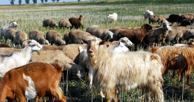 Stire din Economie : Cum se obține prima pe cap de ovină - caprină?