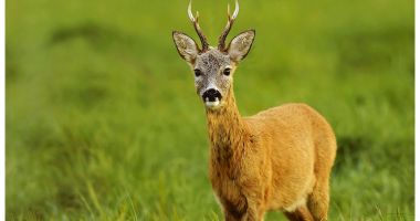 Stire din Social : Neglijența turiștilor a ucis un căprior, la grădina zoologică. Animalul a mâncat resturile aruncate de oameni