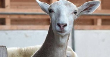 Stire din Diverse : "Capro-oaia", primul animal hibrid rezultat din încrucișarea unui țap cu o oaie