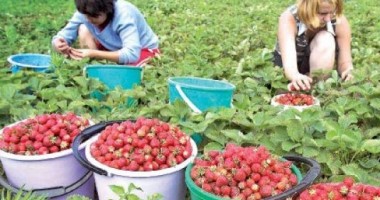 Stire din Social : Spania caută din nou căpșunari români