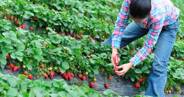 Stire din Social : Noi locuri de muncă vacante în Spaţiul Economic European. Se caută culegători de căpşuni
