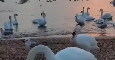 Stire din Actualitate : Imagini superbe cu zeci de lebede, surprinse la Eforie