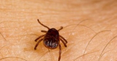 Stire din Sănătate : Două persoane infectate cu bacteria care provoacă boala Lyme