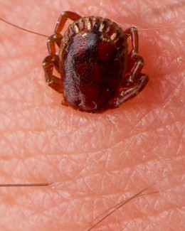 Stire din Sănătate : De două ori mai puține cazuri de borrelioză decât anul trecut