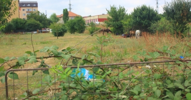 Șatra din inima Constanței! Terorizați de mai multe familii de romi - 15