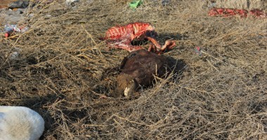 CONSTANȚA ÎN IMAGINI / Munți de gunoaie printre vile și limuzine - 4