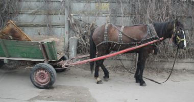 Stire din Eveniment : Căruță încărcată cu fier vechi, confiscată de Poliția Locală