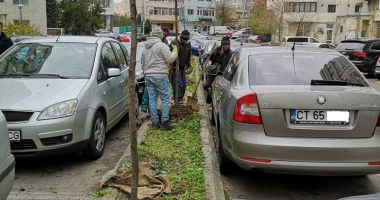 Stire din Social : Castani, arțari și mesteceni vor înfrumuseța Constanța