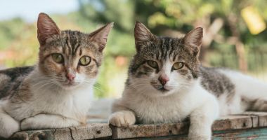 Peste 700 de cÃ¢ini ÅŸi pisici sterilizate Ã®n ultima lunÄƒ la ConstanÅ£a