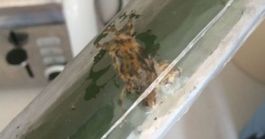 Stire din Actualitate : Ce a găsit o femeie în castravetele cumpărat de la supermarket