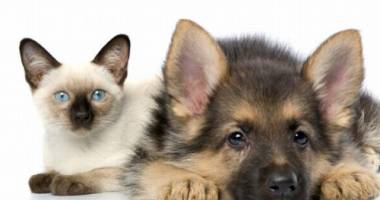 Stire din Social : Cât au cheltuit, anul trecut, românii cu animalele de companie