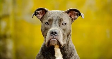Stire din Eveniment : ȘOCANT! Două femei, atacate de câini din rasele pitbull și amstaff