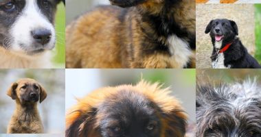 Stire din Social : Padocul nu înseamnă acasă. Adoptaţi un căţel!