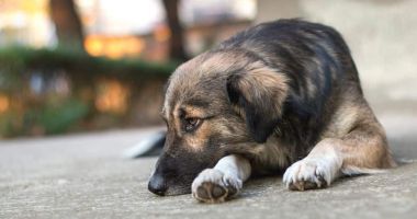 Stire din Social : Aproximativ 400 de câini așteaptă să fie adoptați