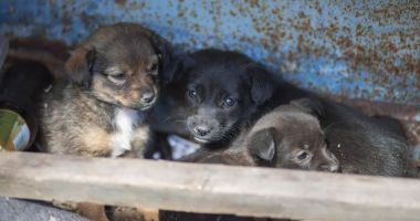 Stire din Eveniment : Cruzimea față de animale, pedepsită! Ce amendă a primit un bărbat care a abandonat 5 pui de câine într-o cutie de carton