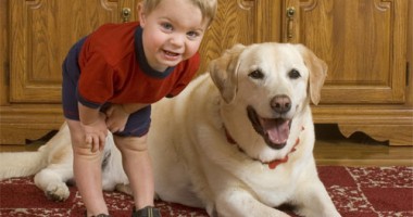 Stire din Diverse : Cum alegem animalul de companie potrivit