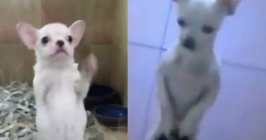 Doi căţei din rasa Chihuahua, dresați să danseze pe ritmuri latino, virali pe internet
