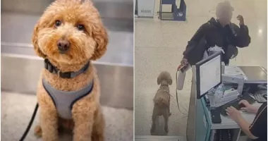 Stire din Actualitate : Fără suflet! O femeie și-a abandonat cățelul în aeroport și a plecat spre îmbarcare