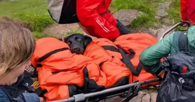 Intervenție de urgență pentru un Labrador care ar fi consumat canabis în timpul unei drumeții
