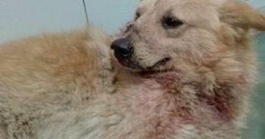 Stire din Eveniment : CÂINE ÎMPUȘCAT FĂRĂ MILĂ, la CONSTANȚA. Decizia polițiștilor, după audieri