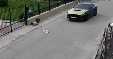 Stire din Eveniment : Un șofer a călcat intenționat o cățelușă cu mașina, deși strada era liberă