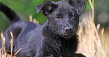 Stire din Social : Căţei simpatici şi jucăuşi care îşi aşteaptă noii stăpâni