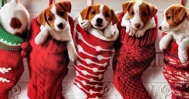 Stire din Social : Nu știți ce cadou să vă faceți de Crăciun? Adoptați un câine!