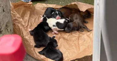 Zece pui de câine abia născuți au fost salvați după ce au fost abandonați într-un tomberon