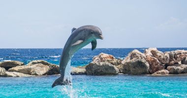 Stire din Social : O scădere dramatică și cauzele acesteia. Câți delfini mai sunt în Marea Neagră