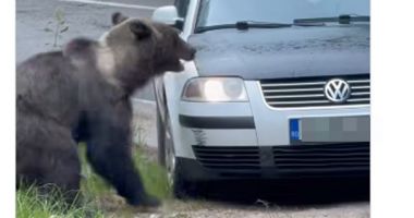 Stire din Eveniment : Individul care a încercat să lovească un urs pe Transfăgărășan a fost identificat de polițiști