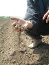 Stire din Economie : Fermierii constănțeni estimează pierderi de 800 de lei la hectarul de grâu