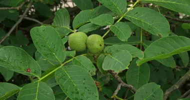 Stire din Sănătate : Femeile însărcinate trebuie să evite consumul ceaiului de nuci