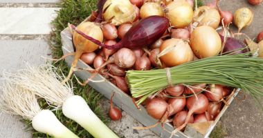 Stire din Sănătate : Consumul de ceapă crudă poate sprijini circulația sângelui