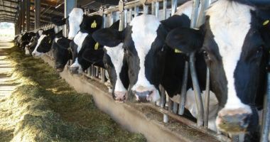 Stire din Economie : Se dau banii în avans! Cât primesc fermierii în această lună