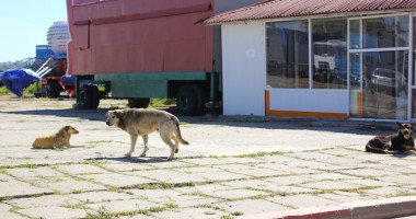 Galerie FOTO. Dezastrul din sudul litoralului: Ce capcane îi așteaptă pe turiști pe faleza din stațiunea Venus - 14