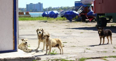 Galerie FOTO. Dezastrul din sudul litoralului: Ce capcane îi așteaptă pe turiști pe faleza din stațiunea Venus - 15