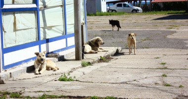 Galerie FOTO. Dezastrul din sudul litoralului: Ce capcane îi așteaptă pe turiști pe faleza din stațiunea Venus - 16